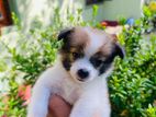 Lion Pomeranian Puppy