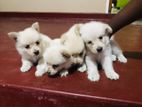 Lion Pomeranian Puppies