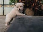 Lion Pomeranian Puppy