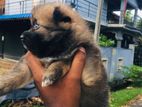 Lion Pomeranian Puppy