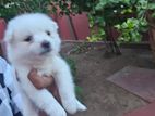 Lion Pomeranian Puppy