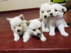 Lion pomeranian puppy