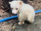 Lion Pomeranian Puppy