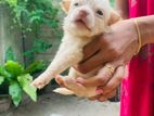 Lion Pomeranian Puppy