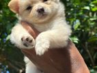 Lion Pomeranian Puppy