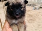 Lion Pomeranian Puppy
