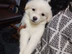 Lion Pomeranian Puppy