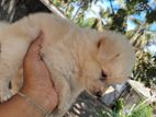 Lion pomeranian puppy