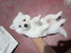 Lion pomeranian puppy