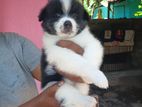 Lion pomeranian puppy