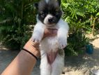 Lion Pomeranian puppy