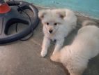 Lion Pomeranian Puppy