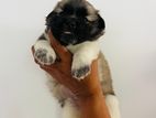Lion pomeranian puppy