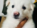 Lion Pomeranian Puppy