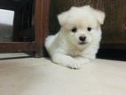Lion Pomeranian Puppy