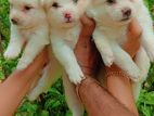 Lion Pomeranian Puppy