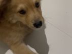 Lion Pomeranian Puppy