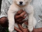 Lion Pomeranian Puppy