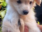 Lion Pomeranian Puppy
