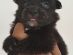 Lion Pomeranian Puppy