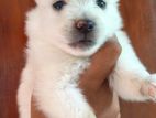 Lion Pomeranian Puppy
