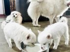 lion Pomeranian puppy