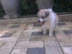Lion Pomeranian Puppy