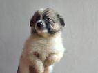 Lion Pomeranian Puppy