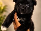 Lion Pomeranian Puppy