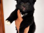 Lion Pomeranian Puppy