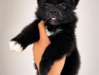 Lion Pomeranian Puppy