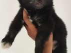 Lion Pomeranian Puppy