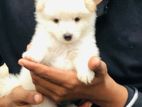 Lion Pomeranian Puppy