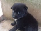Lion Pomeranian Puppy