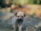 Lion Pomeranian Puppy