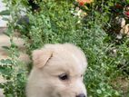 Lion Pomeranian Puppy