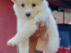 Lion Pomeranian Puppy