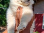 Lion Pomeranian Puppy