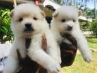 Lion Pomeranian Puppies