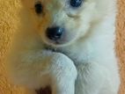 Lion Pomeranian Puppy