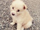 Lion Pomeranian Puppy