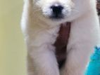 Lion Pomeranian Puppy