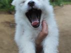Lion Pomeranian Puppy
