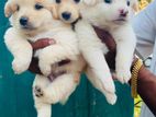 Lion Pomeranian Puppy