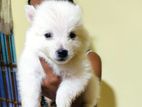 Lion Pomeranian Puppy