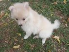 Lion Pomeranian puppy