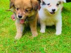 Lion Pomeranian puppy
