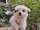 Lion Pomeranian Puppy