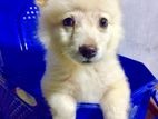 Lion Pomeranian Puppy