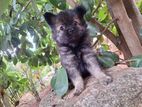 Lion Pomeranian Puppy